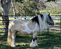 inter-gypsy-vanner-horse
