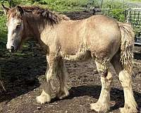 factor-gypsy-vanner-horse
