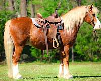 mounted-patrol-welsh-pony