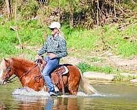 team-drivi-welsh-pony