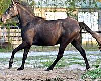 lipizzaner-quarter-horse