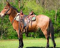 tra-mule