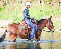 all-around-mule