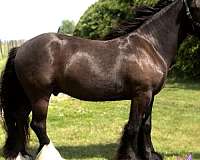black-gypsy-vanner-gelding-stallion