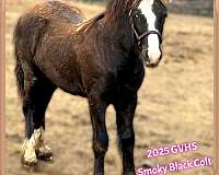 smokey-black-gypsy-vanner-colt
