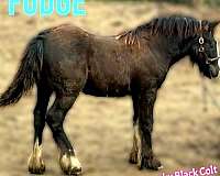 smokey-black-gvhs-colt