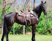 backs-up-friesian-horse