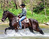 cross-country-friesian-horse