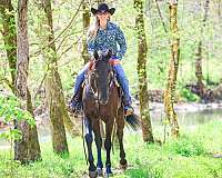 reining-training-friesian-horse