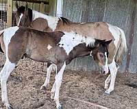 tobiano-horse