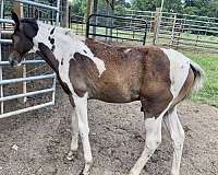 bay-tobiano-horse