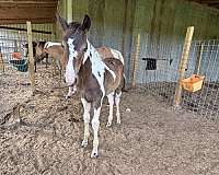 all-around-paint-horse