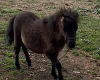 miniature-filly