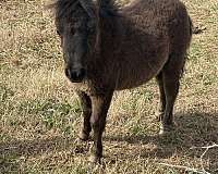 miniature-horse-for-sale