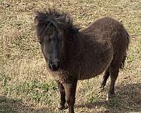 miniature-horse