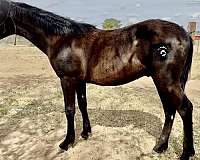 black-none-horse