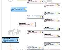 all-around-andalusian-horse