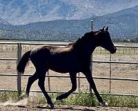 none-horse