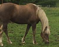 white-star-rhlh-half-stockings-horse