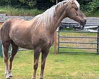 palomino-white-star-rhlh-half-stockings-horse