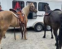 any-events-kentucky-mountain-horse