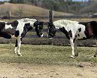 all-around-crossbred-pony