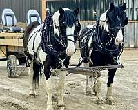 driving-crossbred-pony