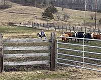 english-pleasure-crossbred-pony