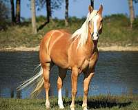 athletic-quarter-pony
