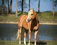 endurance-quarter-pony