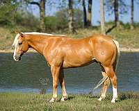 flashy-quarter-pony