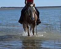 ranch-versatility-quarter-pony