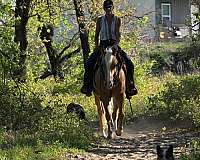 ranch-work-quarter-pony