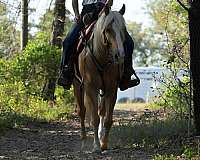 trail-quarter-pony