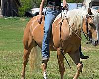 trail-riding-quarter-pony