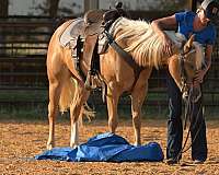 western-riding-quarter-pony