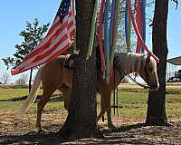 working-quarter-pony