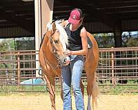 palomino-all-around-pony