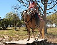 palomino-quarter-horse-gelding