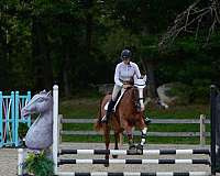 animals-dutch-warmblood-horse