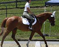 clinics-dutch-warmblood-horse