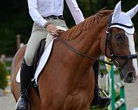 college-dutch-warmblood-horse