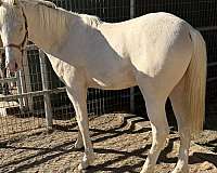 bay-welsh-cob-colt