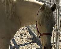 buckskin-pony-stallion