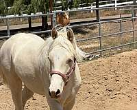 balanced-welsh-cob-pony