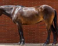 athletic-draft-horse