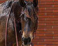 driving-draft-horse