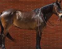 husband-safe-draft-horse