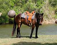 ranch-draft-horse