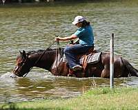 ridden-western-draft-horse